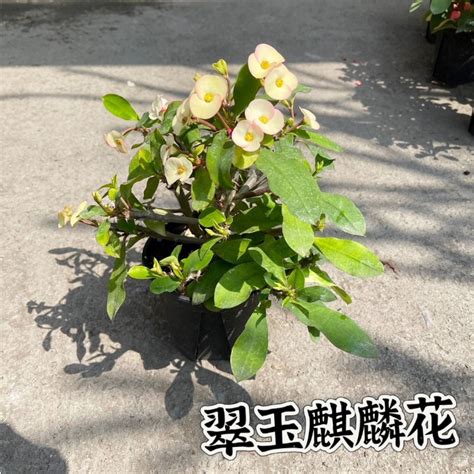 玫瑰 花 擋煞